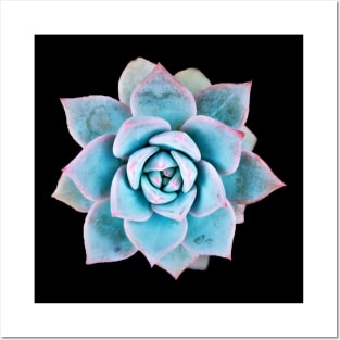 Echeveria blue bird Posters and Art